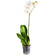 White Phalaenopsis orchid in a pot. Perm
